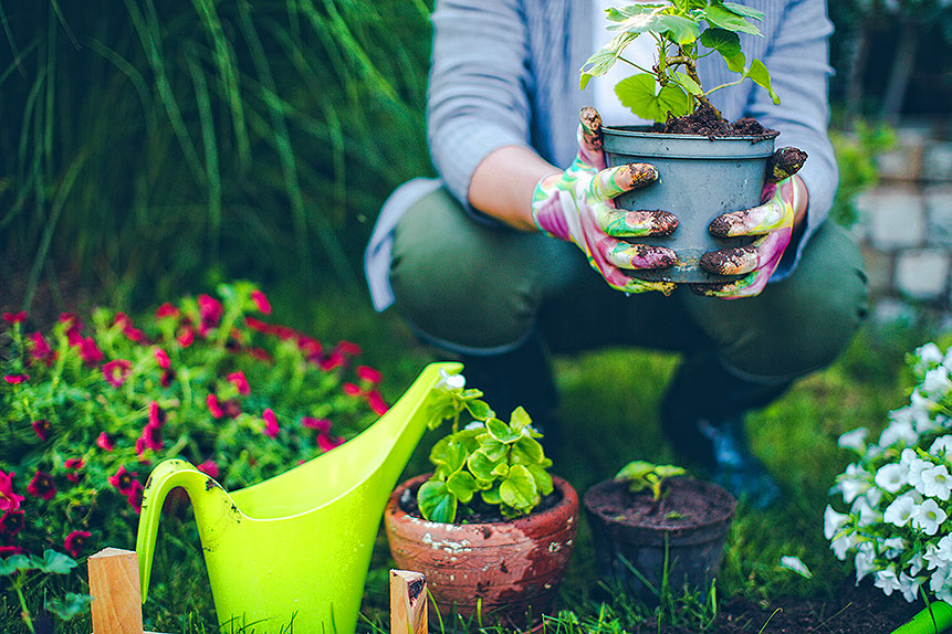 gardener